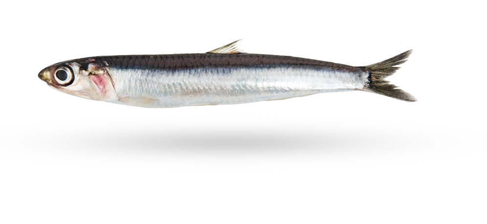 Hamsi