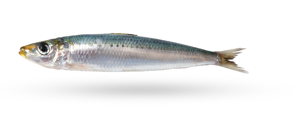 Sardalya